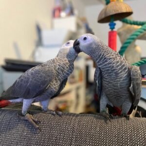 Bonded Pair African Grey Parrots