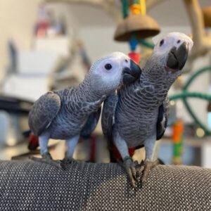 Bonded Pair African Grey Parrots - Image 3
