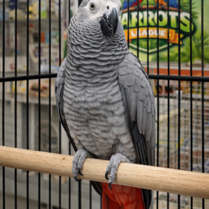 African Grey Parrot - Female