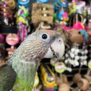 African Cape Parrot