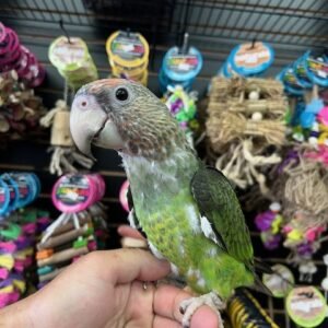 African Cape Parrot - Image 3